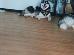 -Husky Go! 哈士奇体验馆·宠物咖啡厅狗咖