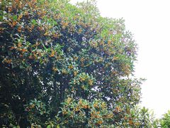 -武汉世外桃源农庄