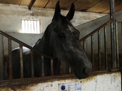 -月河湾马术俱乐部(朝阳店)