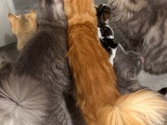 -楼上猫咖(罗湖店)