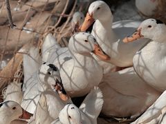 -南宁良凤江国家森林公园