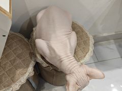 -楼上猫咖(罗湖店)
