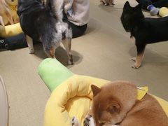 -逗柴咖啡屋·狗咖猫咖宠物桌游