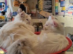 -平行世界·猫咖(首经贸店)