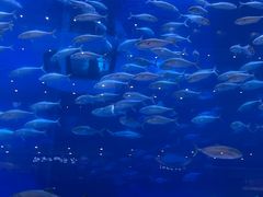 -成都浩海立方海洋公园