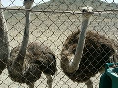 android_upload_pic-新疆天山野生动物园