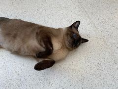 -飞行喵MR PILOT|猫舍·猫咖(静安大融城店)