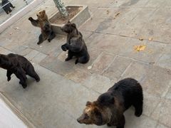 -西霞口神雕山野生动物世界