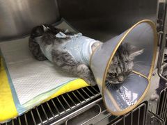 -中农国际动物医院24小时·猫科·骨科·急重症中心