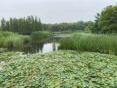 -尚贤河湿地
