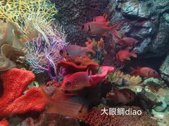 -太平洋海底世界