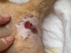 -顺强宠物诊所·狂犬免疫·夜诊·骨科(嘉定店)