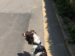 -长洲岛