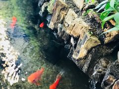 鱼池-马凯餐厅(长椿街店)