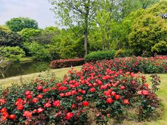 -上海滨江森林公园