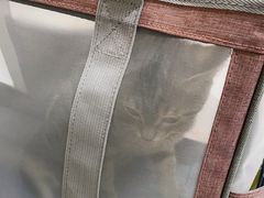 -申普宠物医院·心脏介入·心血管微创(总院)