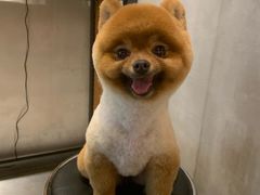 -PETKIT小佩宠物·低压洗护(国顺东路店)