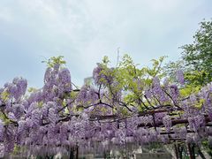-嘉定紫藤园