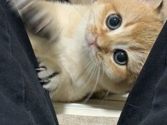 -东方名猫馆·英短金渐层布偶猫舍(环线广场1号楼店)