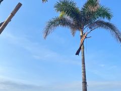 -汕尾风车岛