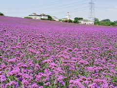 -紫颐香薰山谷景区