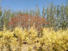 景点-西昌邛海湿地