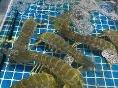 -三亚火车头万人海鲜广场