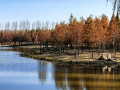 -黄海国家森林公园