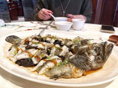 古法蒸老虎斑-利苑酒家(金宝店)