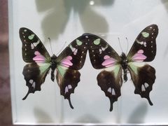 -上海昆虫博物馆