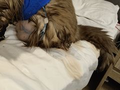 -瑞派罗医生宠物诊所(古镇分所)