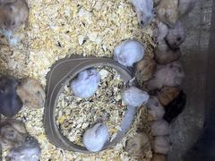 -双季花艺园艺市场(浦东店)