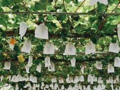 -白鹿原葡萄主题公园