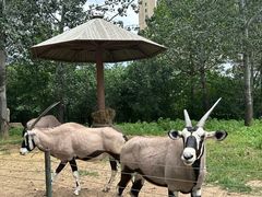 -大连森林动物园