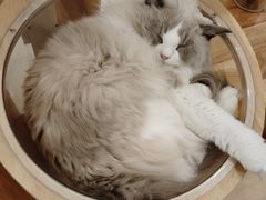 -有喵·猫咖·狗咖·30几只猫10只小狗(岗厦店)