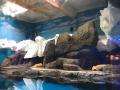 -海合安武汉极地海洋公园