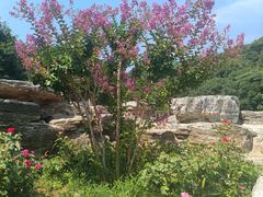 -北京西山国家森林公园