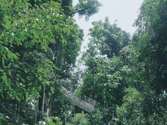 -西双版纳原始森林公园