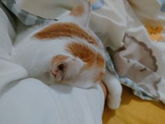-思琪宠物医院(昆山花桥店)