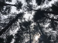 -美人松苑