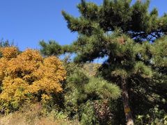 -北京西山国家森林公园