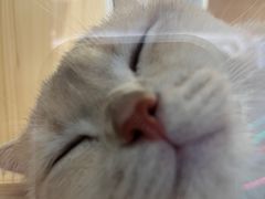 -屋虎猫馆(宝安大仟里店)