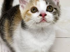 -贝康宠物医院·犬猫全科·小动物特色诊疗中心(东环路店)