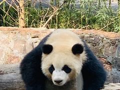 -都江堰中华大熊猫苑