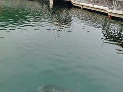 -广东惠东海龟国家级自然保护区
