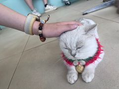 -怪兽屋·羊驼·猫咖·狗咖(俊华广场店)