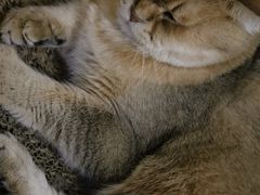 -柴迷FANS CLUB·柴犬狗咖·猫咖