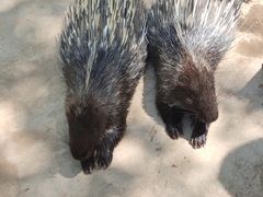 -青藏高原野生动物园