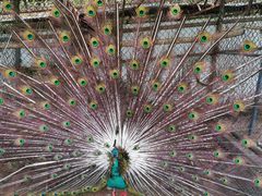 -哈尔滨北方森林动物园