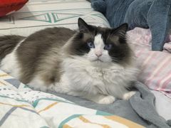 -纳吉亚猫专科动物医院·北北分院